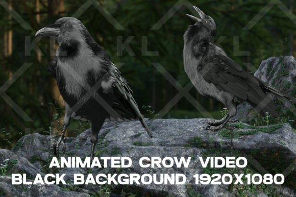Animated Crow Cawing Stock Video: A Designer's Dark Tool